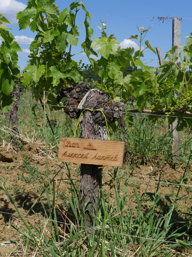 Виноградник на урожай